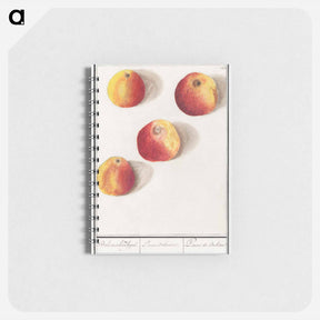 アートメモ帳-Apple - アンセルムス ボエティウス デ ブート Memo.