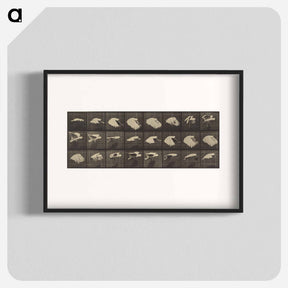 アートポスター-Animal Locomotion
 - エドワード マイブリッジ Poster.