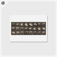 アートポストカード-Animal Locomotion
 - エドワード マイブリッジ Postcard.