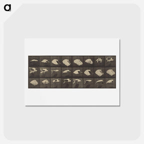 アートポストカード-Animal Locomotion
 - エドワード マイブリッジ Postcard.