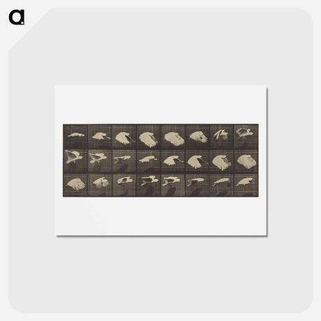 アートポストカード-Animal Locomotion
 - エドワード マイブリッジ Postcard.