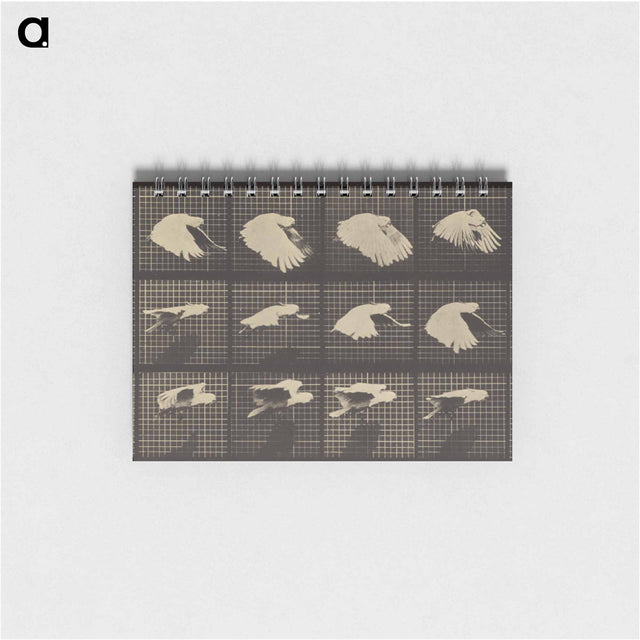 アートメモ帳-Animal Locomotion
 - エドワード マイブリッジ Memo.