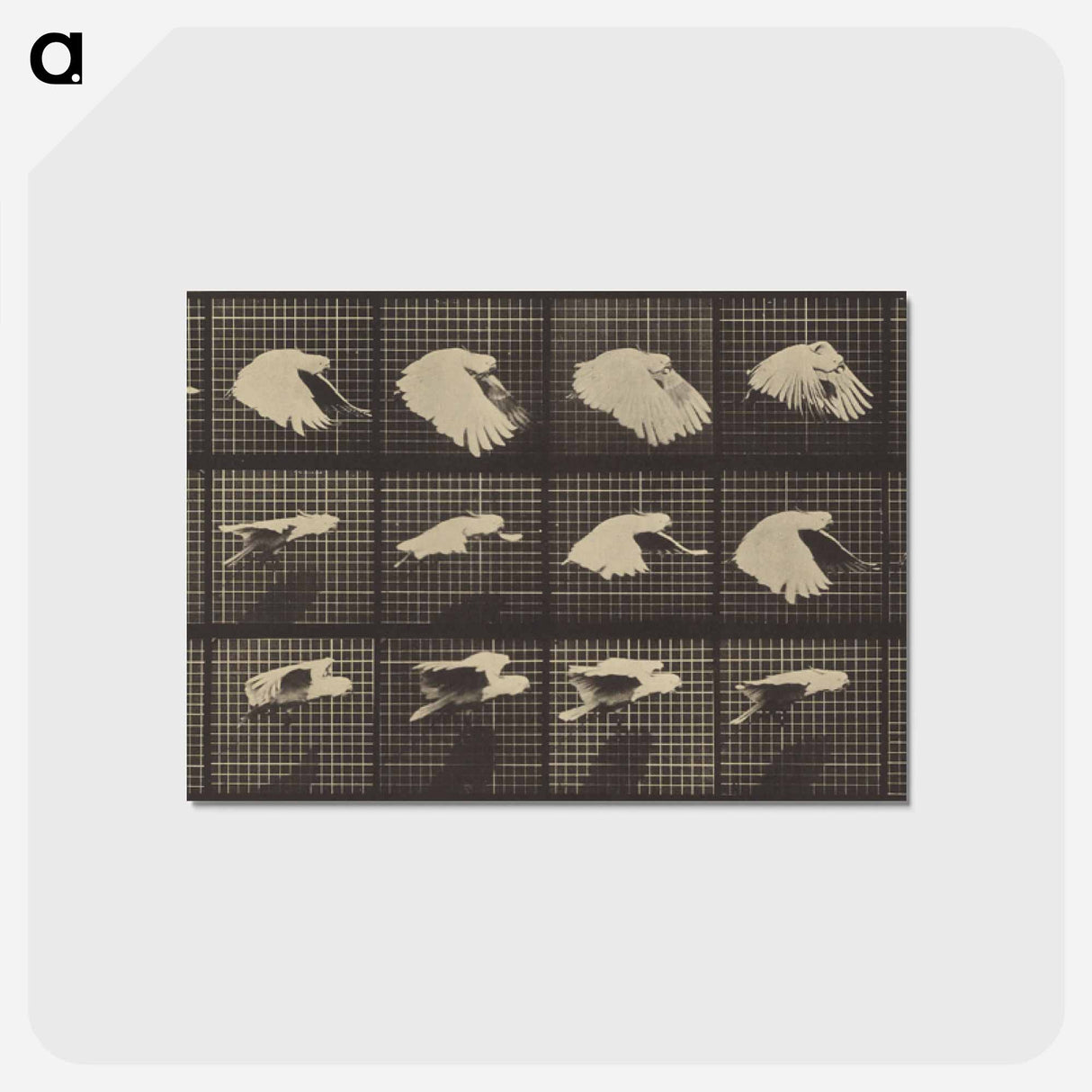 アートポストカード-Animal Locomotion
 - エドワード マイブリッジ Postcard.