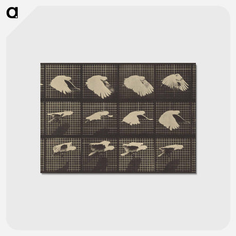 アートポストカード-Animal Locomotion
 - エドワード マイブリッジ Postcard.