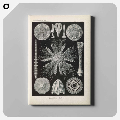 Marine life illustration - エルンスト ヘッケル Canvas.