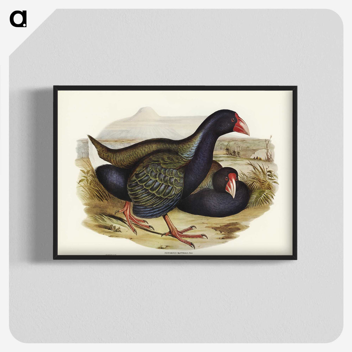3-61_John-Gould_blk-crop