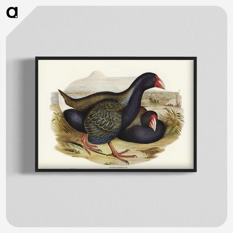 3-61_John-Gould_blk-crop