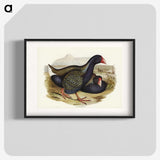 3-61_John-Gould_blk