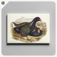 3-61_John-Gould_canvas
