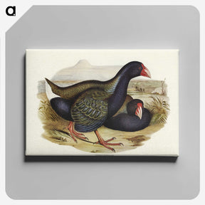 3-61_John-Gould_canvas