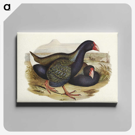 3-61_John-Gould_canvas