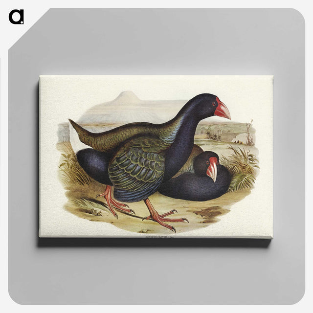 3-61_John-Gould_canvas
