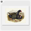 3-61_John-Gould_picture