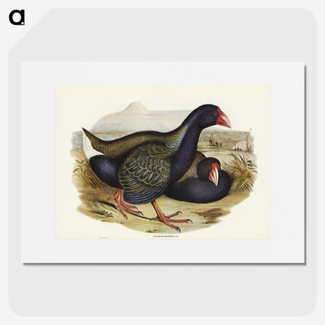 3-61_John-Gould_picture