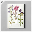 アートパネル-Campanula, Silene, and Viola
 - マリア ジビーラ メーリアン Canvas.