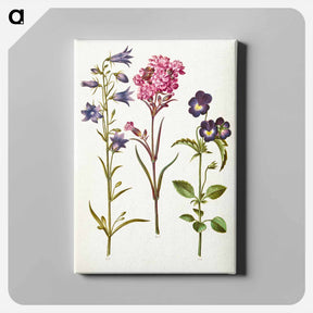 アートパネル-Campanula, Silene, and Viola
 - マリア ジビーラ メーリアン Canvas.