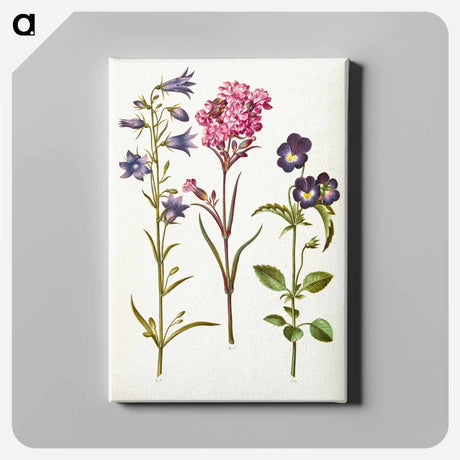 アートパネル-Campanula, Silene, and Viola
 - マリア ジビーラ メーリアン Canvas.