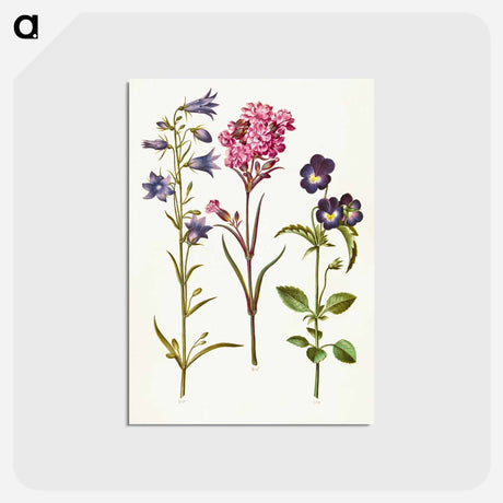 アートポストカード-Campanula, Silene, and Viola
 - マリア ジビーラ メーリアン Postcard.