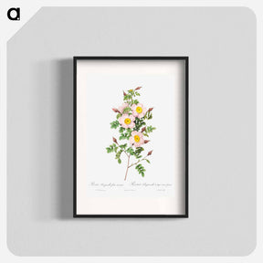 アートポスター-Rosa pimpinellifolia - ピエール ジョゼフ ルドゥーテ Poster.