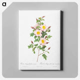 アートパネル-Rosa pimpinellifolia - ピエール ジョゼフ ルドゥーテ Canvas.
