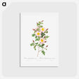 アートポストカード-Rosa pimpinellifolia - ピエール ジョゼフ ルドゥーテ Postcard.