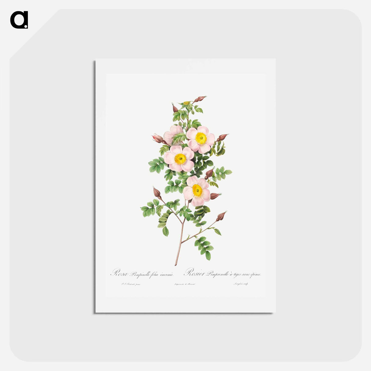 アートポストカード-Rosa pimpinellifolia - ピエール ジョゼフ ルドゥーテ Postcard.