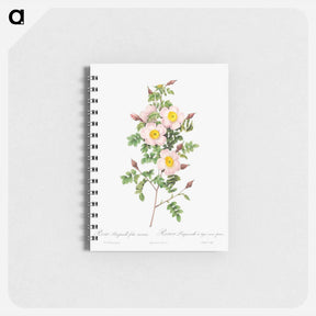 アートメモ帳-Rosa pimpinellifolia - ピエール ジョゼフ ルドゥーテ Memo.