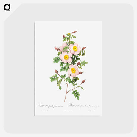 アートポストカード-Rosa pimpinellifolia - ピエール ジョゼフ ルドゥーテ Postcard.