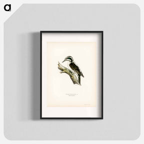アートポスター-Three-toed Woodpecker
 - スヴェンスカ フォグラル Poster.