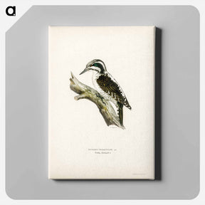 アートパネル-Three-toed Woodpecker
 - スヴェンスカ フォグラル Canvas.