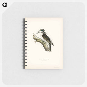 アートメモ帳-Three-toed Woodpecker
 - スヴェンスカ フォグラル Memo.