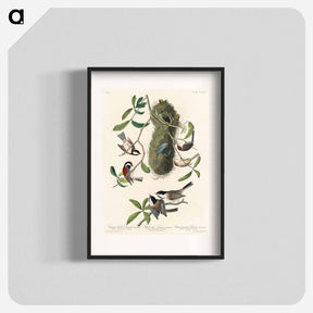 アートポスター-Chesnut-backed Titmouse, Black-capt Titmouse and Chesnut-crowned Titmouse from Birds of America
 - アメリカの鳥たち Poster.