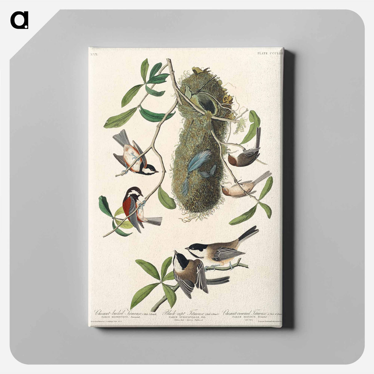 アートパネル-Chesnut-backed Titmouse, Black-capt Titmouse and Chesnut-crowned Titmouse from Birds of America
 - アメリカの鳥たち Canvas.