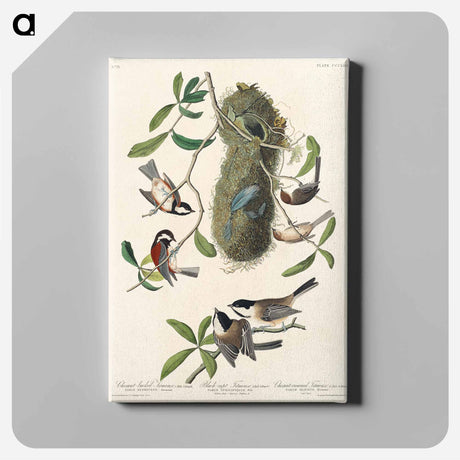 アートパネル-Chesnut-backed Titmouse, Black-capt Titmouse and Chesnut-crowned Titmouse from Birds of America
 - アメリカの鳥たち Canvas.