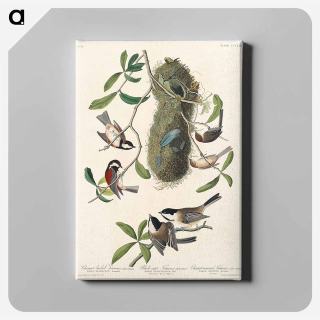 アートパネル-Chesnut-backed Titmouse, Black-capt Titmouse and Chesnut-crowned Titmouse from Birds of America
 - アメリカの鳥たち Canvas.