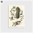 アートポストカード-Chesnut-backed Titmouse, Black-capt Titmouse and Chesnut-crowned Titmouse from Birds of America
 - アメリカの鳥たち Postcard.