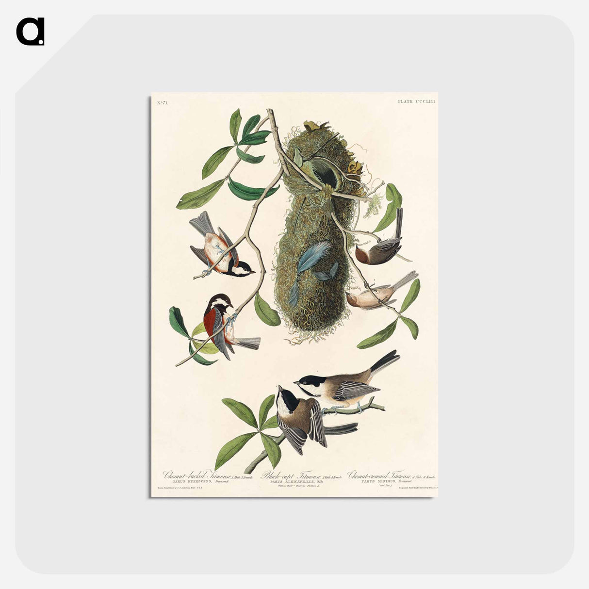 アートポストカード-Chesnut-backed Titmouse, Black-capt Titmouse and Chesnut-crowned Titmouse from Birds of America
 - アメリカの鳥たち Postcard.