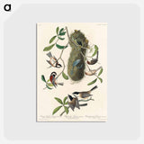 アートポストカード-Chesnut-backed Titmouse, Black-capt Titmouse and Chesnut-crowned Titmouse from Birds of America
 - アメリカの鳥たち Postcard.