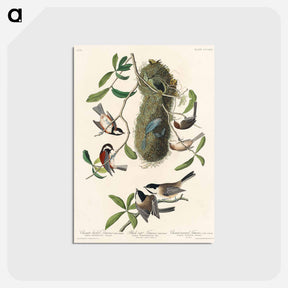 アートポストカード-Chesnut-backed Titmouse, Black-capt Titmouse and Chesnut-crowned Titmouse from Birds of America
 - アメリカの鳥たち Postcard.