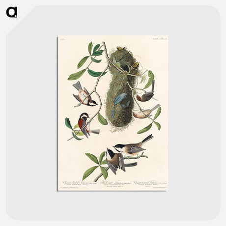 アートポストカード-Chesnut-backed Titmouse, Black-capt Titmouse and Chesnut-crowned Titmouse from Birds of America
 - アメリカの鳥たち Postcard.