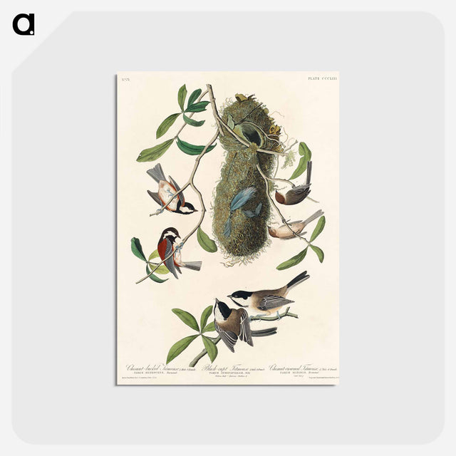 アートポストカード-Chesnut-backed Titmouse, Black-capt Titmouse and Chesnut-crowned Titmouse from Birds of America
 - アメリカの鳥たち Postcard.
