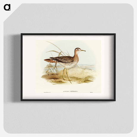 アートポスター-Bartram's Sandpiper
 - オーストラリアの鳥 Poster.