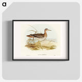 Bartram's Sandpiper
 - オーストラリアの鳥 Poster.