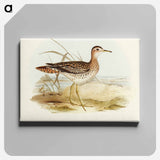 アートパネル-Bartram's Sandpiper
 - オーストラリアの鳥 Canvas.