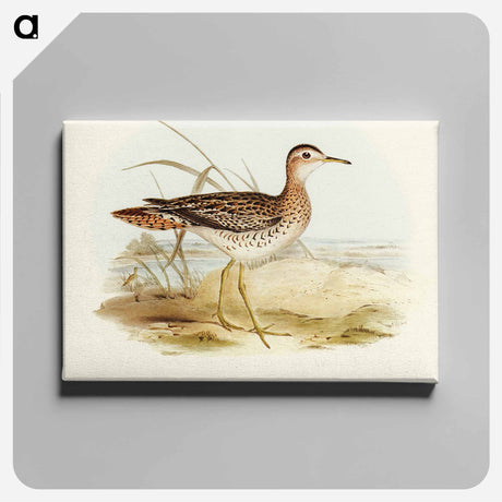アートパネル-Bartram's Sandpiper
 - オーストラリアの鳥 Canvas.