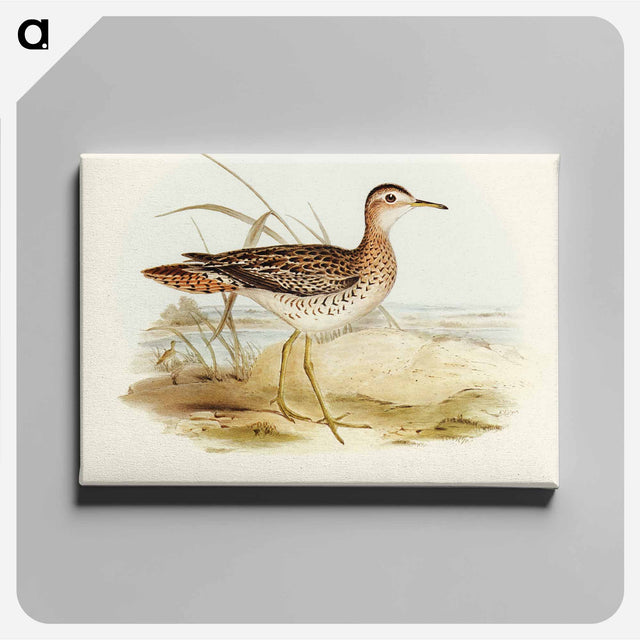 アートパネル-Bartram's Sandpiper
 - オーストラリアの鳥 Canvas.