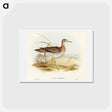 アートポストカード-Bartram's Sandpiper
 - オーストラリアの鳥 Postcard.