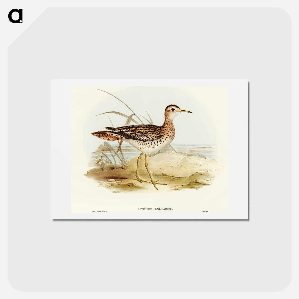 アートポストカード-Bartram's Sandpiper
 - オーストラリアの鳥 Postcard.