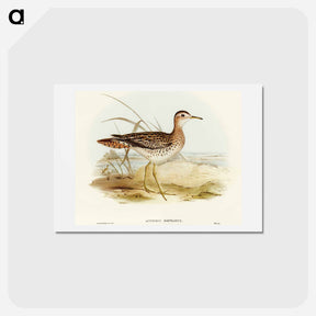 アートポストカード-Bartram's Sandpiper
 - オーストラリアの鳥 Postcard.