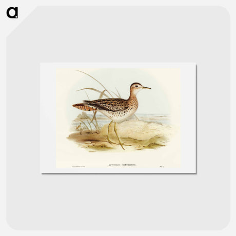アートポストカード-Bartram's Sandpiper
 - オーストラリアの鳥 Postcard.